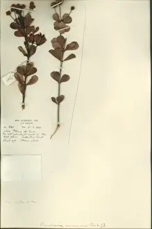 Collected Prints: Pancheria communis