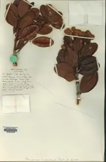 Collected Prints: Pancheria rubrivensis