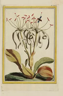 Amaryllis Gallery: Pancratium zeylanicum