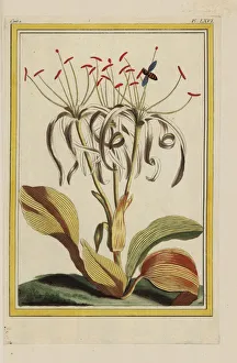 Amaryllis Gallery: Pancratium zeylanicum