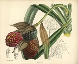Matilda Prints: Pandanus labyrinthicus, native of the Malay Islands