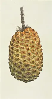 Pandanus sp