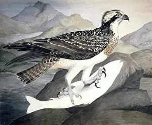 Pandion haliaetus, osprey