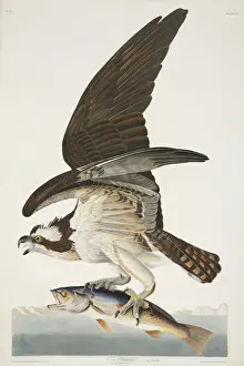 Pandion haliaetus, osprey
