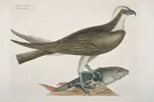 Pandion haliaetus, osprey
