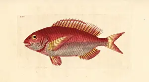 Pandora fish, Pagellus erythrinus
