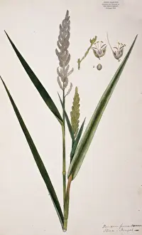 Panicum frumentaceum, barnyard grass