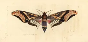 Panopus hawk-moth, Amplypterus panopus