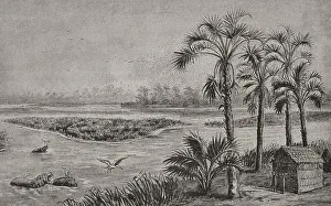 Palms Collection: Panorama of the Kassai landscape