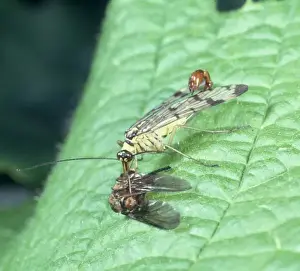 Panorpa communis, scorpion fly