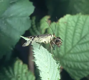 Macquitty Prints: Panorpa communis, scorpion fly