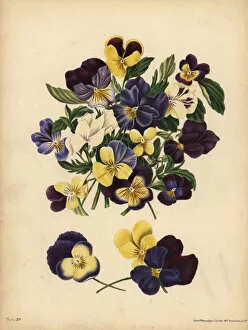 Flora Collection: Pansies, Pensees, or Hearts Ease, Thoughts