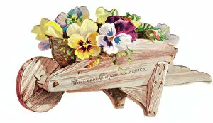 Variegated Gallery: Pansies in a wheelbarrow on a cutout Christmas card