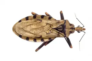 Bite Prints: Panstrongylus geniculatus, triatomine bug