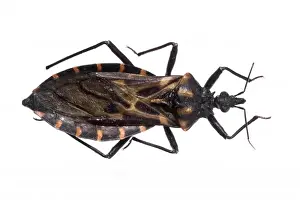 Bite Prints: Panstrongylus megistus, triatomine bug