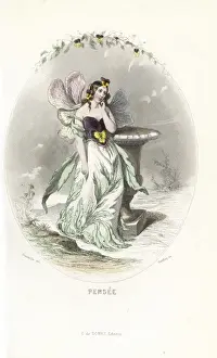 Pansy flower fairy, Viola tricolor