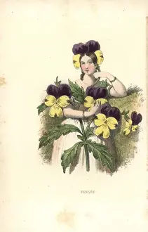 Pansy Prints: Pansy flower fairy, Viola tricolor