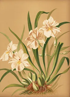 Orchids Gallery: Pansy orchid, Miltoniopsis roezlii