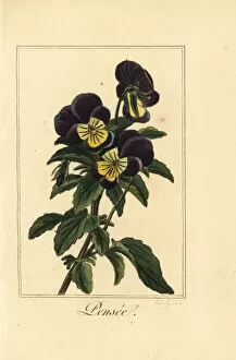 Images Dated 31st March 2020: Pansy, pensee, Viola tricolor var. hortensis