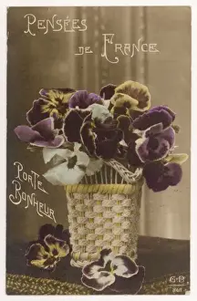 Pansy Postcard