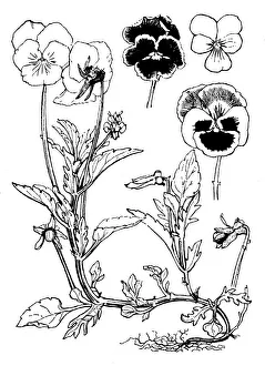 Midgley Collection: Pansy, Viola