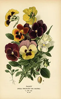 Horticulture Prints: Pansy, Viola tricolor