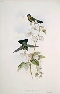 Apodiformes Gallery: Panterpe insignis, fiery-throated hummingbird