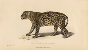 Landseer Collection: Panther of the Ancients? (Panthera pardus)