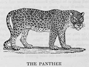 Felis Prints: Panther (Bewick)