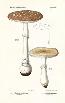Mushrooms Gallery: Panther cap mushroom, Amanita pantherina