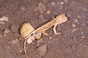 Hatched Prints: Panther Chameleon - just hatched