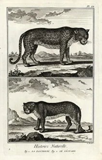 1774 Prints: Panther or leopard, vulnerable