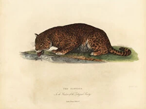Panther, Panthera pardus or Panthera onca
