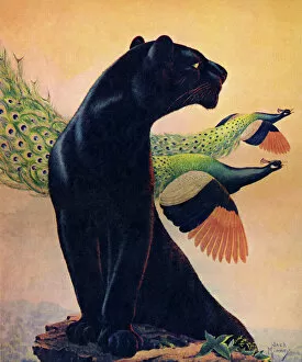 Images Dated 21st August 2020: Panther and Peacocks