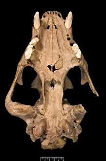 Panthera leo, lion