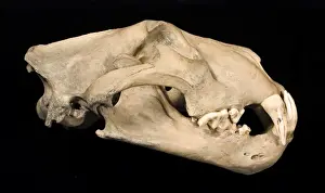 Panthera leo, lion