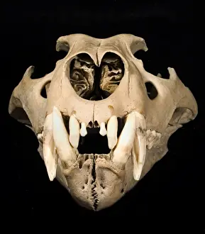 Panthera leo, lion