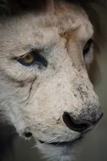 Panthera leo, lion