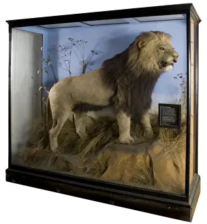 Mane Prints: Panthera leo melanochaitus, cape Lion
