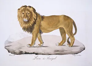 Carnivora Collection: Panthera leo senegalensis, West African Lion