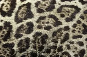 Big Cat Prints: Panthera onca, jaguar