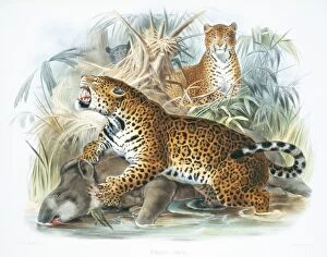 Panthera onca, jaguar and Tapirus indicus, Asian tapir