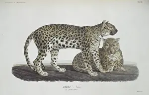 Felis Prints: Panthera pardus nimr, Arabian leopard