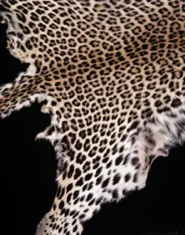 Panthera pardus pardus, African leopard