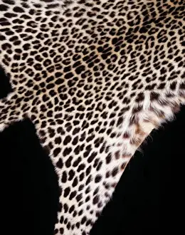 Felid Prints: Panthera pardus pardus, African leopard