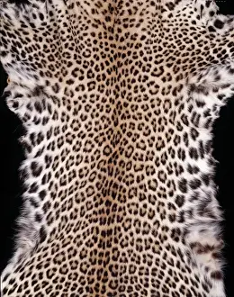 Panthera pardus pardus, African leopard