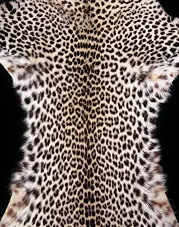Panthera pardus pardus, African leopard