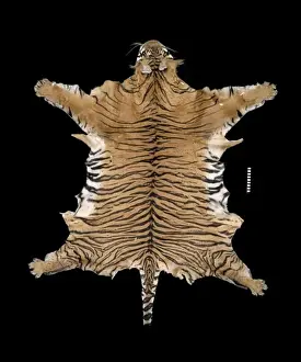 Smooth Prints: Panthera tigris balica, Balinese tiger