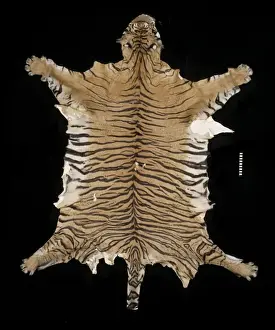 Smooth Prints: Panthera tigris sondaica, Javan tiger