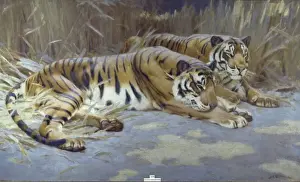 Panthera tigris, tiger